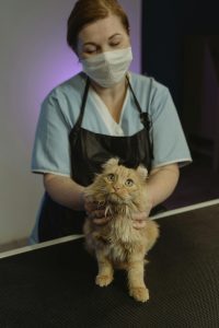 Domestic cat resting on a couch while owner monitors its health and behavior at home.